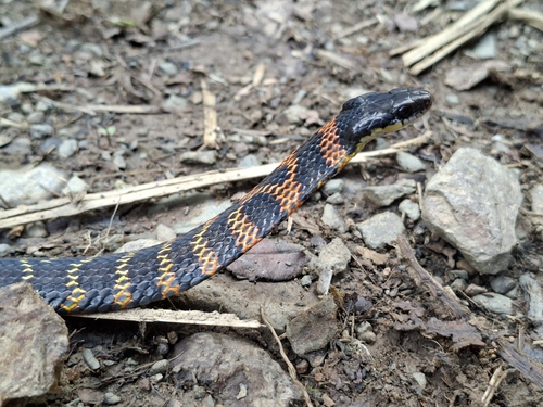 Fire-bellied Snake