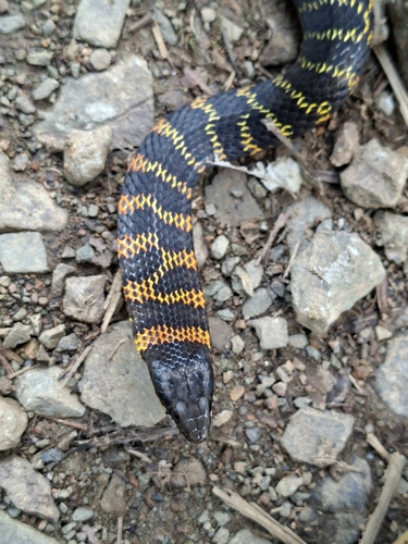 Fire-bellied Snake