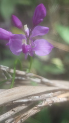 Comesperma volubile