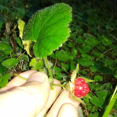 Rubus pumilus