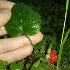 Rubus pumilus