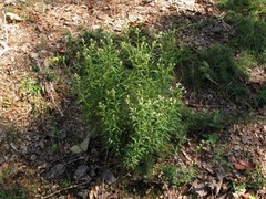 Pseudognaphalium helleri