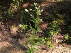 Pseudognaphalium helleri