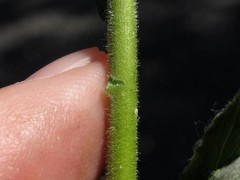 Pseudognaphalium helleri