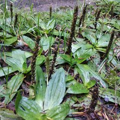 Plantago australis