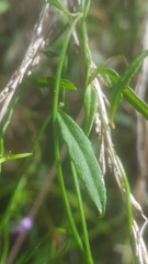 Comesperma volubile