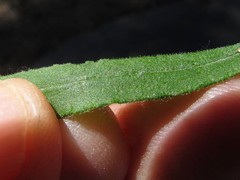 Pseudognaphalium helleri