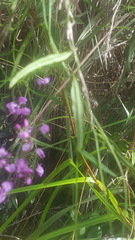 Comesperma volubile