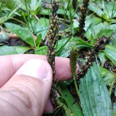 Plantago australis