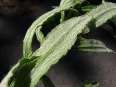 Pseudognaphalium helleri