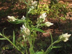 Pseudognaphalium helleri