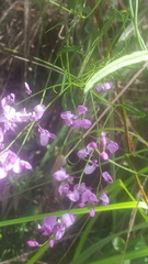 Comesperma volubile