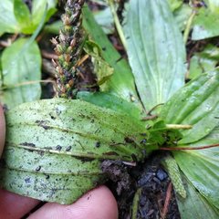 Plantago australis