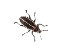 Eudiagogus maryae