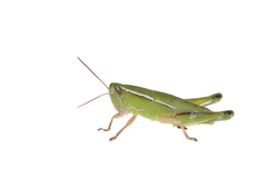 Aptenopedes sphenarioides