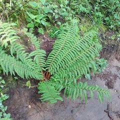 Polystichum speciosissimum