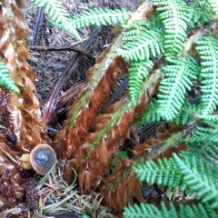Polystichum speciosissimum