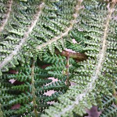 Polystichum speciosissimum