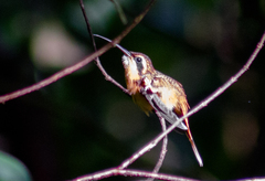 Phaethornis griseogularis