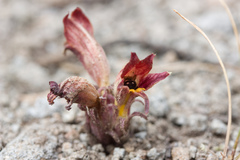 Aphyllon corymbosum