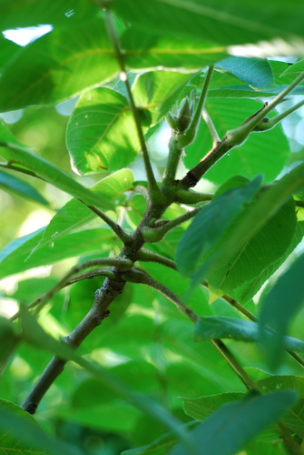 Juglans × bixbyi, photograph 5