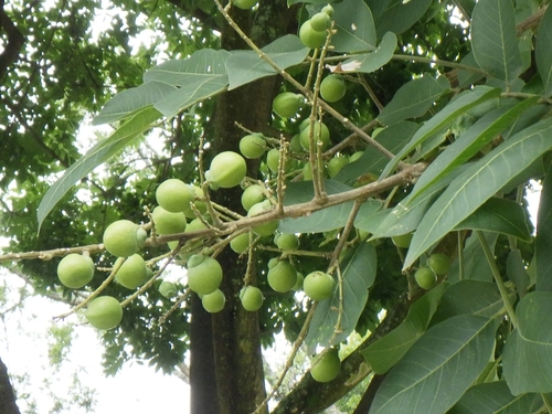 Sapindus delavayi