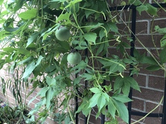 Passiflora