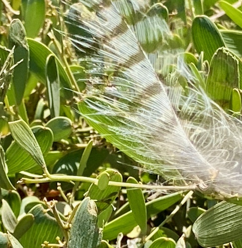 View observation of {o.common_name} on iNaturalist