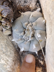 Lophophora williamsii