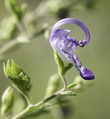 Trichostema