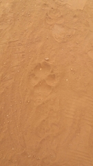 Hyaena hyaena