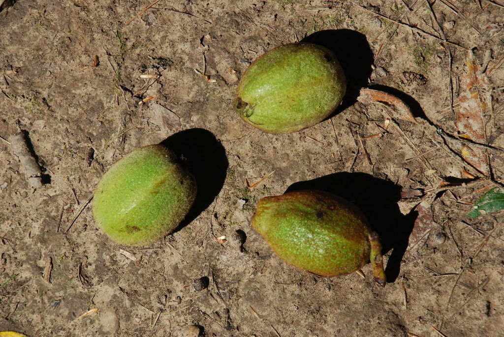 Juglans × bixbyi; photograph (c) Douglas Goldman, some rights reserved (CC BY-SA)