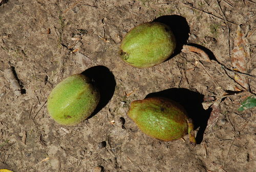 Juglans bixbyi