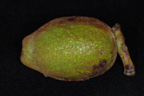 Bixby's walnut