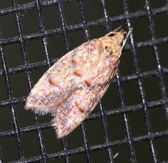 Lophopepla igniferella
