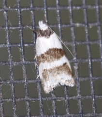 Eulechria triferella