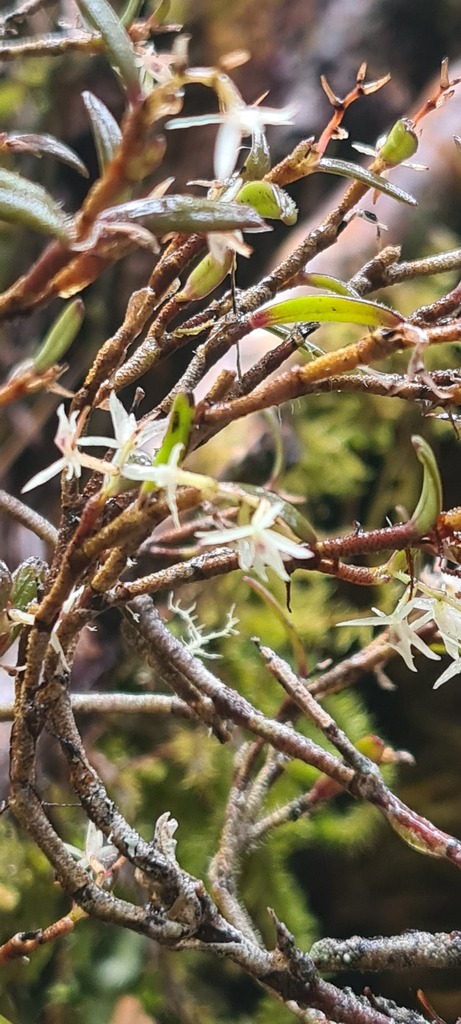 Epidendrum sidereum Karremans