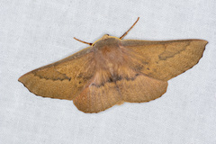 Monoctenia falernaria