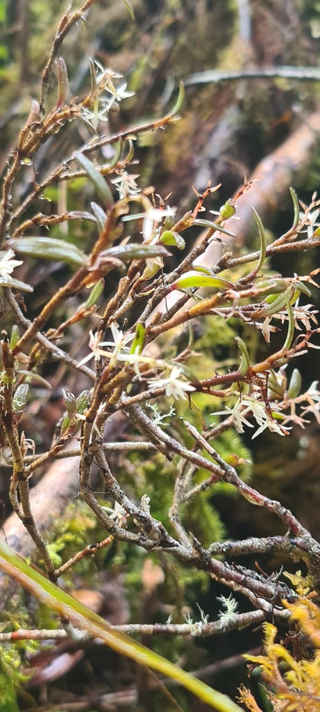 Epidendrum sidereum Karremans 3