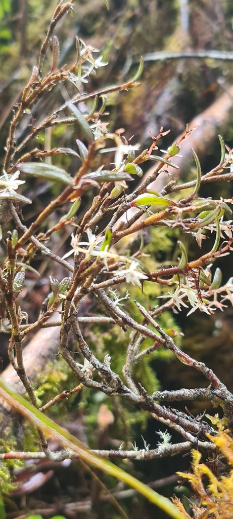 Epidendrum sidereum Karremans 2