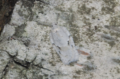 Acleris logiana