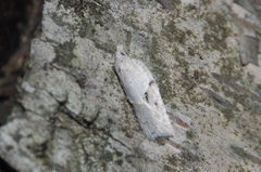 Acleris logiana
