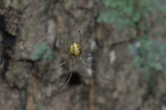 Theridion varians