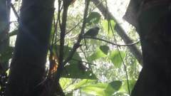 Cercomacroides parkeri