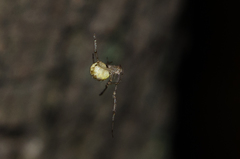 Theridion varians