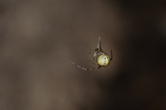 Theridion varians