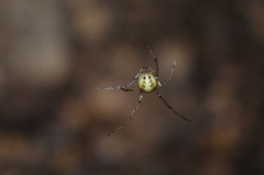Theridion varians