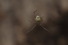 Theridion varians