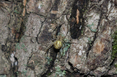 Theridion varians