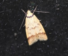 Heteroteucha anthodora